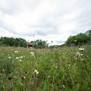 vårkänslor-och-sommartankar